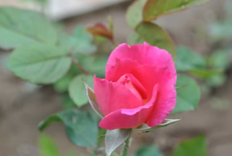 ��(d��)��һ֧������ ��Ӱ�L(f��ng)���^(q��)���[����